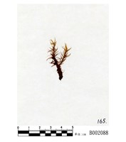 藏品(皺葉梨蒴珠苔)的圖片